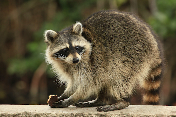 Pest Exclusion Raccoons