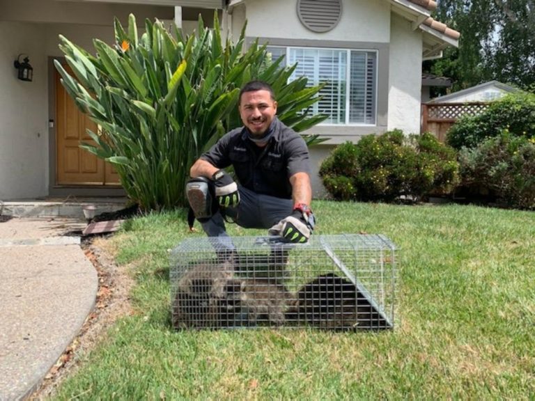 Pest Control Services Trapping