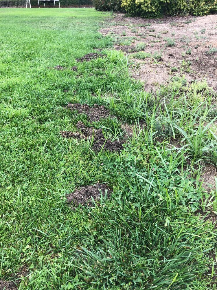 How to get rid of gophers - Gopher Mounds