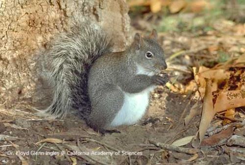 Tree Squirrel - Western Gray