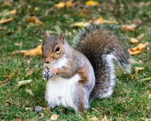 Tree Squirrel - Ground Squirrel VS Tree Squirrel