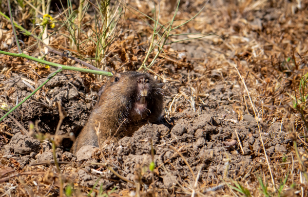Pocket gopher sticking its head out of its burrow