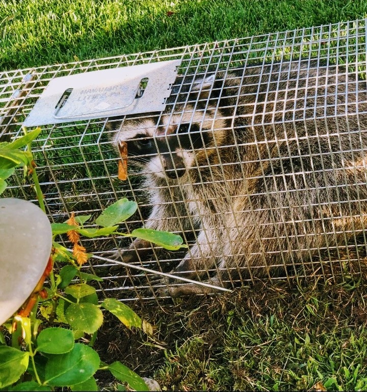 trapping_raccoon