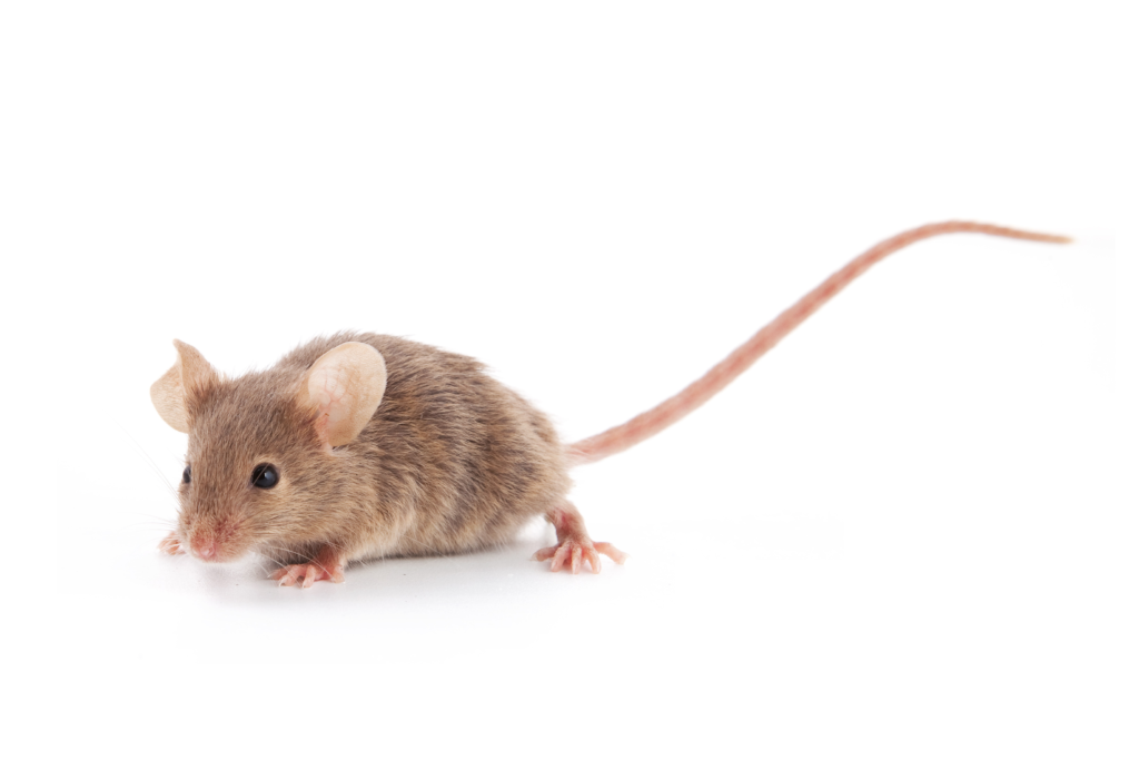 4 Great Mouse Traps For Bay Area Pest Control