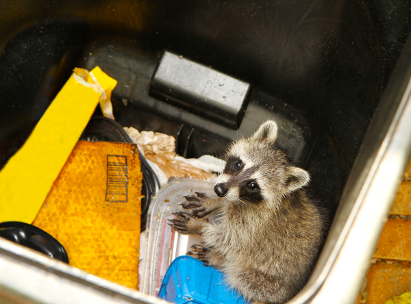 Raccoon peeking out from a garbage can, lured by the scent of unsecured trash