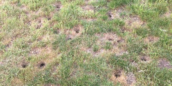 Vole Burrow Holes