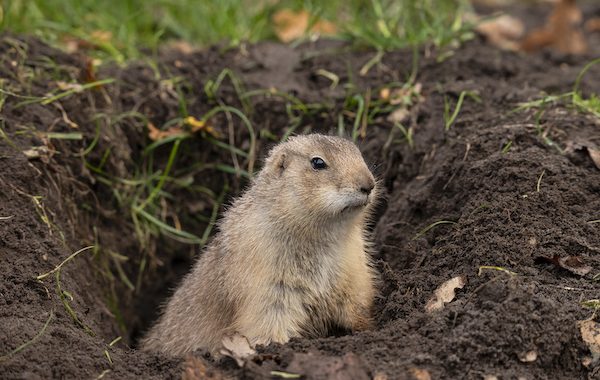 Gopher