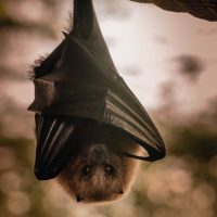 Pest Exclusion Bats